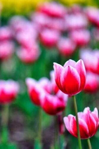 Very Beautiful Flower Field Wallpaper Zone For iPhone
