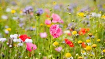 Wallpaper Field Of Flowers
