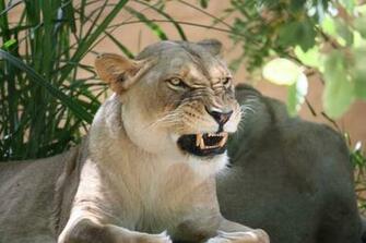 Cats Lion Angry Wallpaper High Quality And Resolution