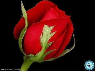 Single Red Rose Related Keywords Amp Suggestions