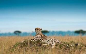 King Cheetah Wallpaper