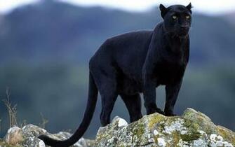 Animals Zoo Park Black Panther Wallpaper Hq Background