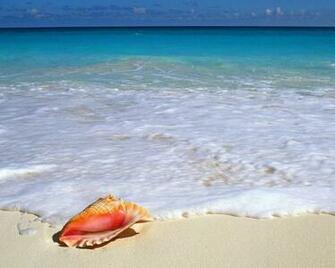 Pictures Seashell Wallpaper For Your Computer Desktop