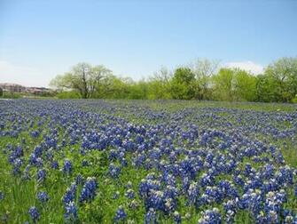 Texas Bluebonnets