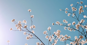 Spring Desktop Wallpaper Popsugar Tech