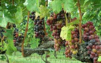 California Wine Grapes Desktop And Mobile Wallpaper Wallippo