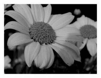 Daisy Black And White HD Wallpaper In Flowers Imageci