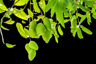 Mango Png Image Transparent Pngmart
