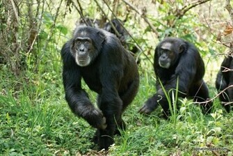 You Are Here Chimpanzee Movie Wallpaper