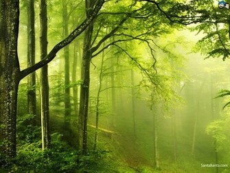 Video Description Green Nature Wallpaper