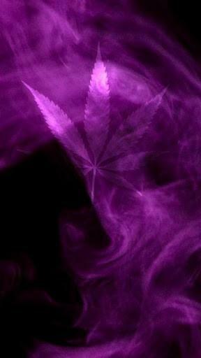 Haze Marijuana Live Wallpaper Lovely And Large Sugar