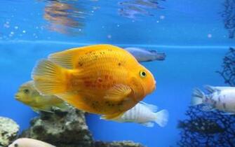 Fish Computer Wallpaper HD HDesktops