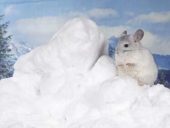 Chinchilla HD Wallpaper