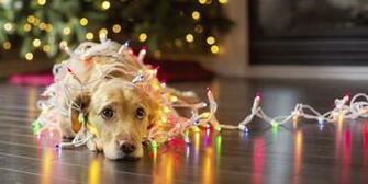 Christmas Dog Photo