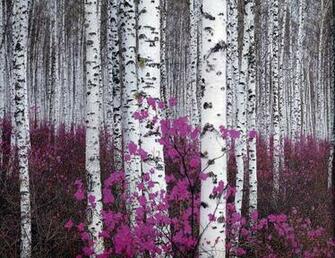 Flowers Forest Wallpaper Plants Birch