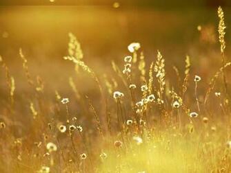 Gold Wallpaper Desktop Background