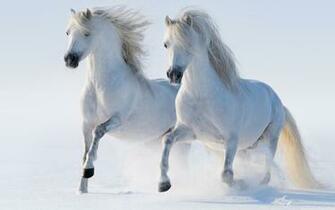Wallpaperwide Horses HD Desktop Wallpaper For 4k Ultra