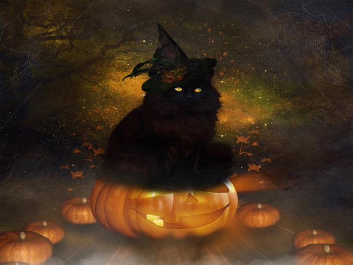 Halloween Black Cat Wallpaper