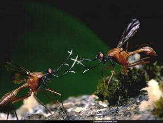 Wallpaper Hot National Geographic Channel