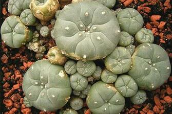 A Trippy History Of Peyote The Mysterious Navajo Hallucinogen