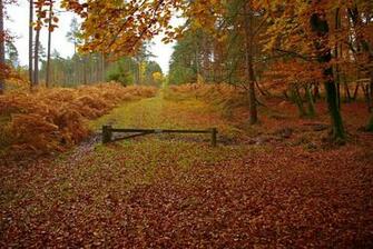 New England Autumn Wallpaper