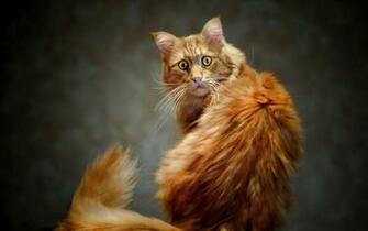 Best Wallpaper The Secret Life Of Animals Noname