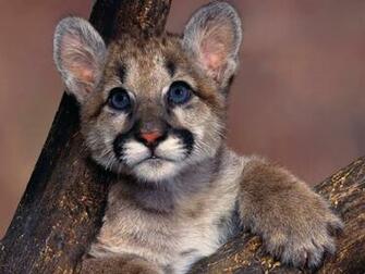 Baby Lions Wallpaper Mountain Lion