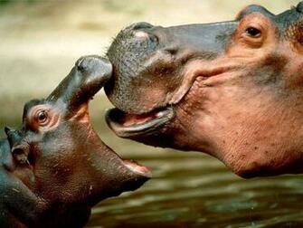 Cute Baby Hippo Wallpaper Photos Screen