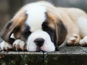 St Bernard Wallpaper