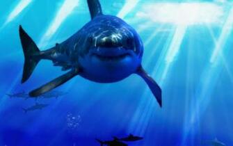 Shark Computer Wallpaper Desktop Background Id