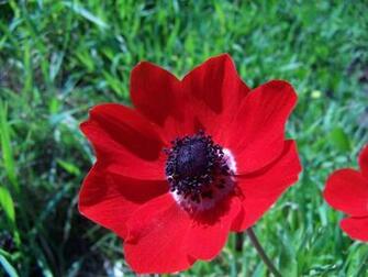Wallpaper Anemones