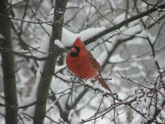 Winter Cardinal Wallpaper Speckled Hen Inn