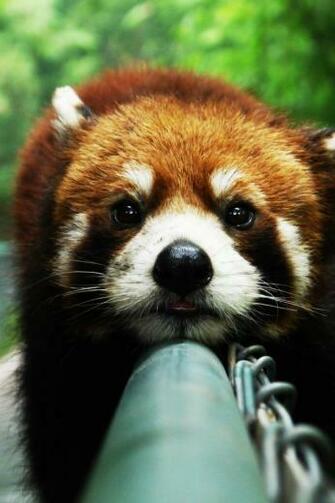 Cute Red Panda iPhone Wallpaper