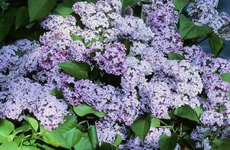 Lilac Bush Wallpaper