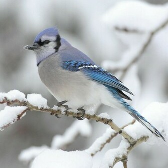 Blue Bird Wallpaper iPadwallpaperhop