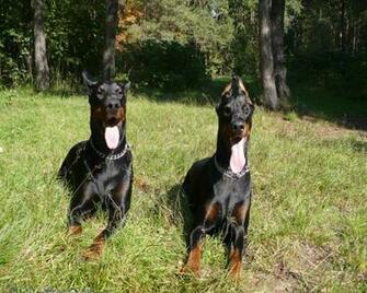 The Doberman Dog Desktop Wallpaper Pictures Online For Pc