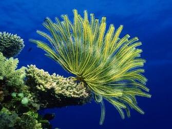 Wallpaper De La Grande Barri Re Corail