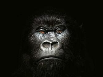Gorilla Wallpaper Fun Animals Wiki Videos Pictures Stories