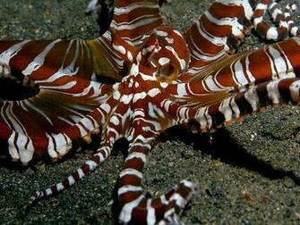 Cephalopod Octopus Squid Cuttlefish Wallpaper