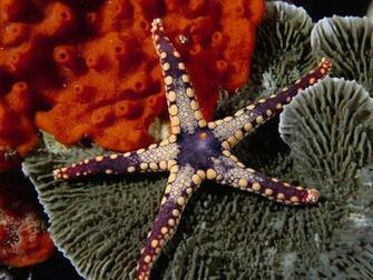 Wallpaper Starfish And Coral Reef Photos Walls