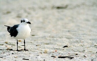 Seagull Wallpaper