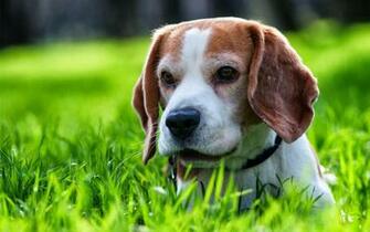 Mystery Wallpaper Beagle Puppy Cute