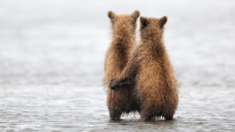 Two Cute Bear Wallpaper