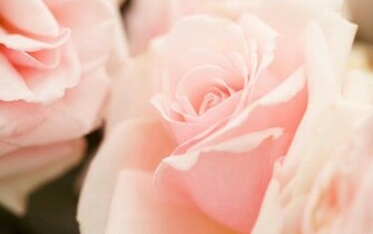 File Name Light Pink Flowers