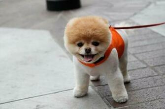 Dogs Animals Pets Pomeranian Boo Wallpaper