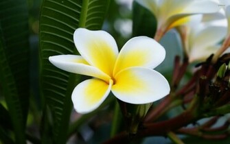 Plumeria Wallpaper Flower