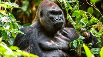 Sangha Lodge Central African Republic Natural World Safaris