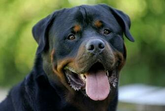 Best Rottie Wallpaper