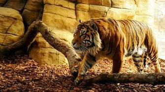 Brenda Mas On 4k Wallpaper In Tiger