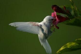 Hummingbird Wallpaper Desktop Background